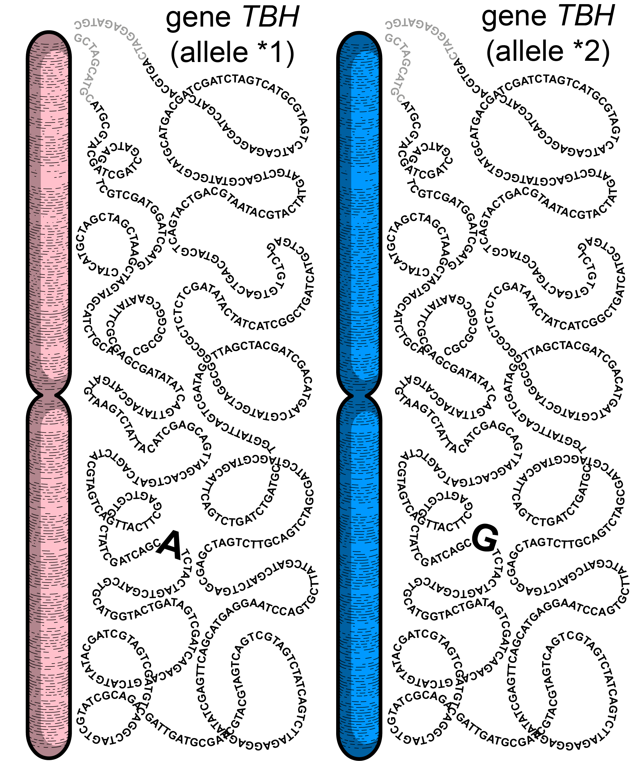 DNA sequence of two alleles of the TBH gene differing by one nucleotide