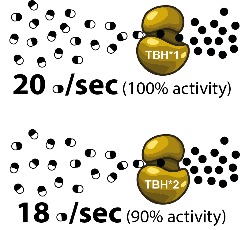 Performance of the proteins encoded by TBH*1 and TBH*2