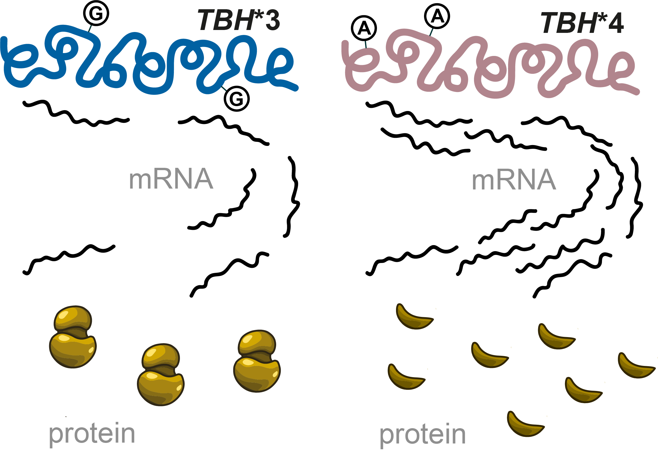 Alleles 3 and 4 of the TBH gene and their effects on transcription and translation