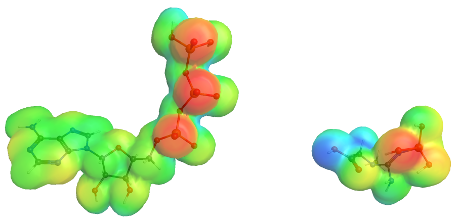 ATP and phosphocreatine