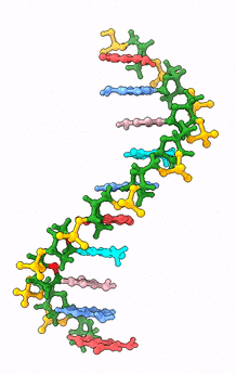 Single strand of DNA