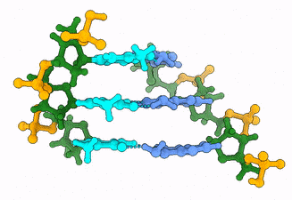 Double strand of DNA with three dAMPs and three dTMPs