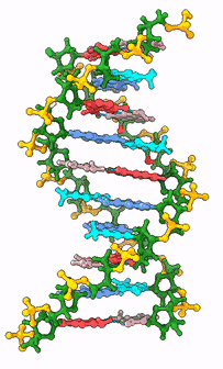 Double strand of DNA