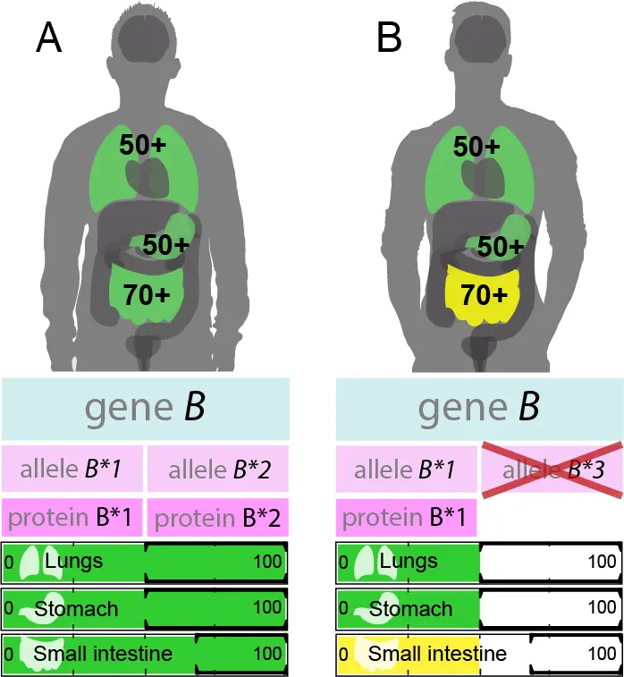 Gene B as an example of a haploinsufficient gene active in lungs, stomach and small intestine