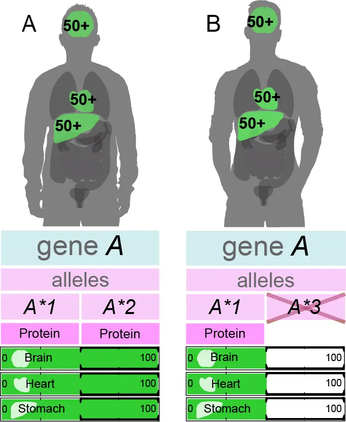 Gene A as an example of a haplosufficient gene active in brain, heart and liver