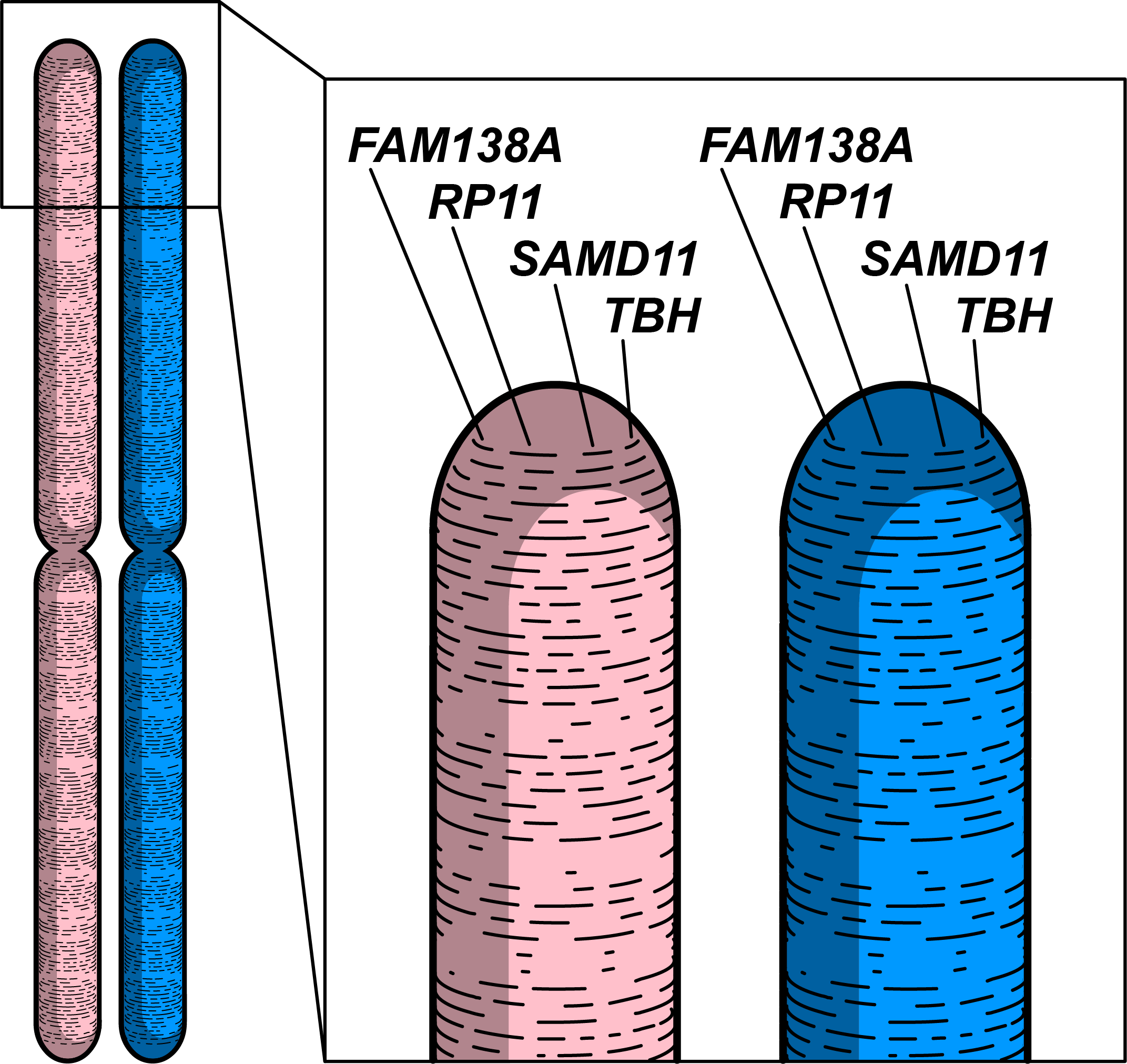 Zoom of the first pair of homologous chromosomes showing genes as black lines