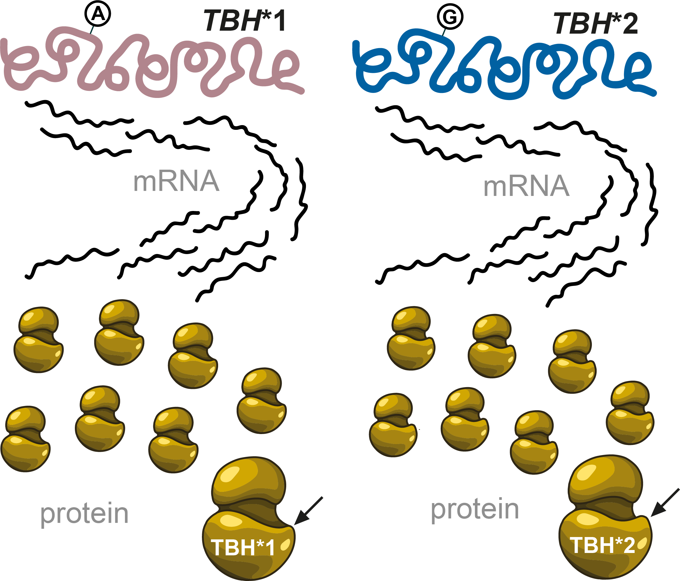 Flow from gene to mRNA to protein for the two TBH alleles