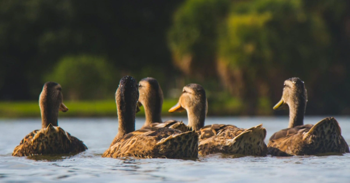 Where do the ducks in central park go in winter