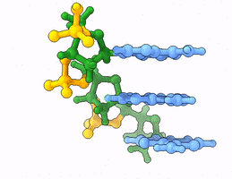 Three dAMPs bonded in a single DNA strand